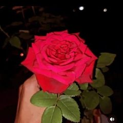 Profile photo of ♥╣[-_-] . THAKUR. [-_-]╠♥