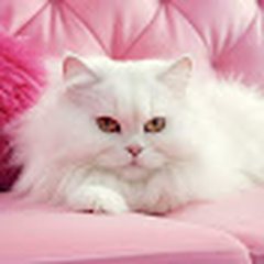 Profile photo of funny channel